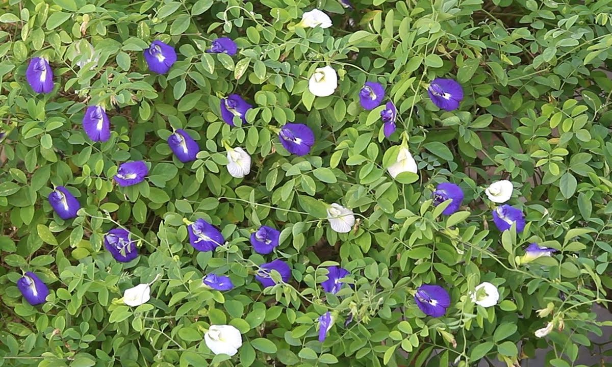 Aprajita Plant