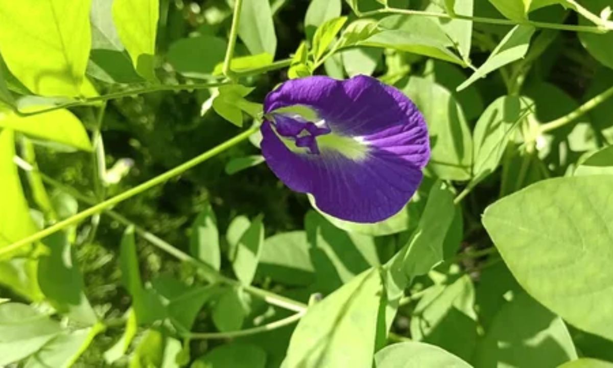 Aprajita Plant