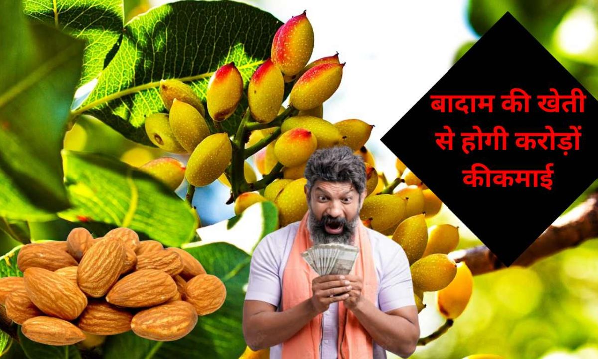 Badam Ki Kheti