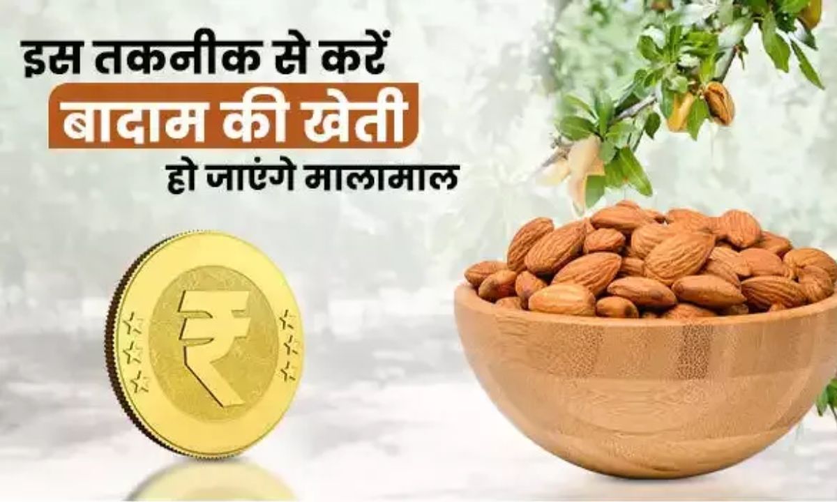 Badam Ki Kheti