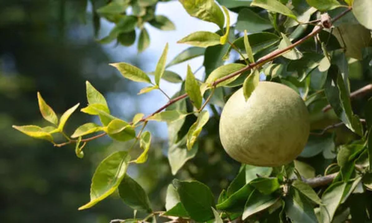 Bel Ki Kheti