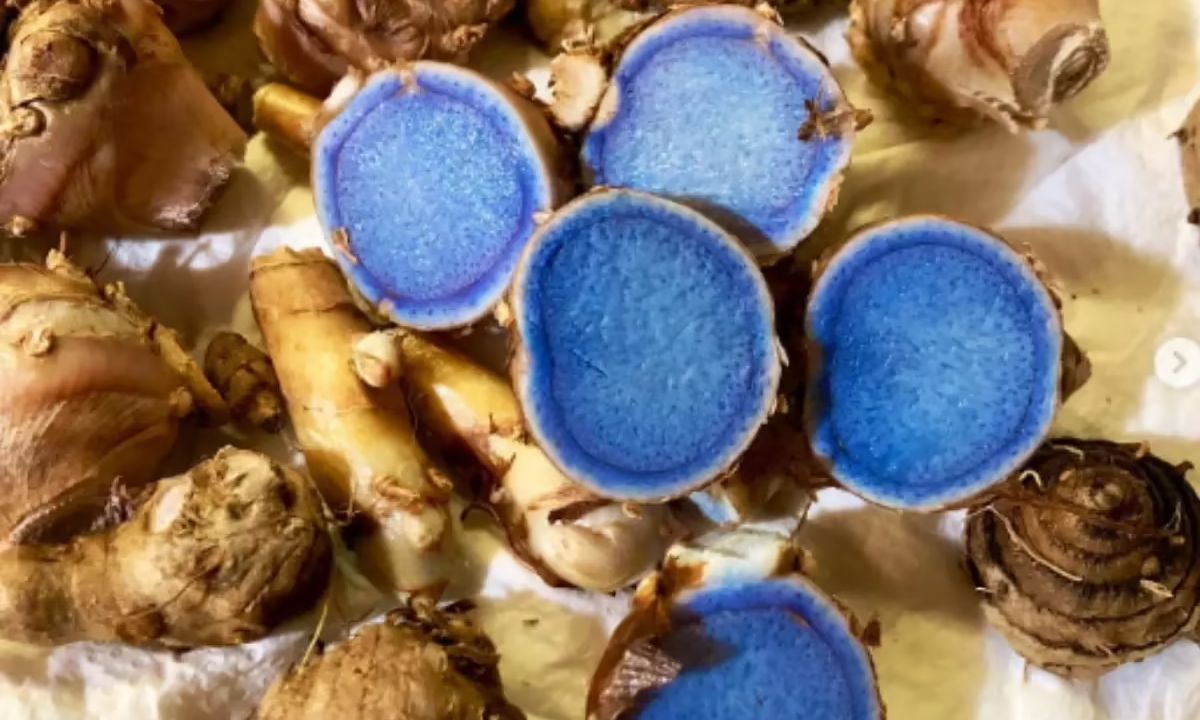 Kaali Haldi Ki Kheti