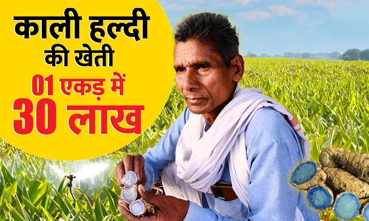 Kaali Haldi Ki Kheti