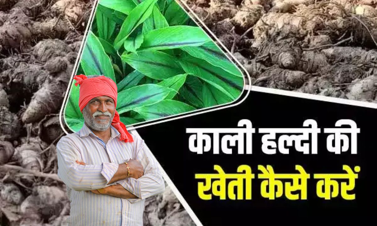 Kaali Haldi Ki Kheti