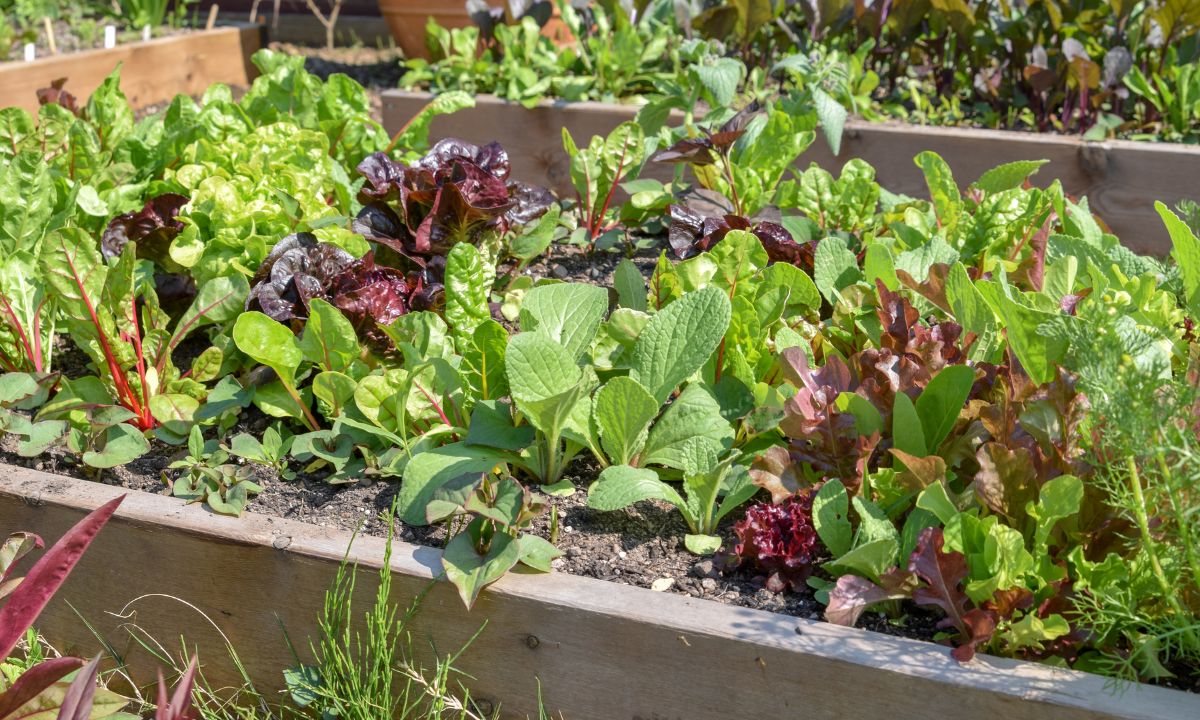 Kitchen Garden