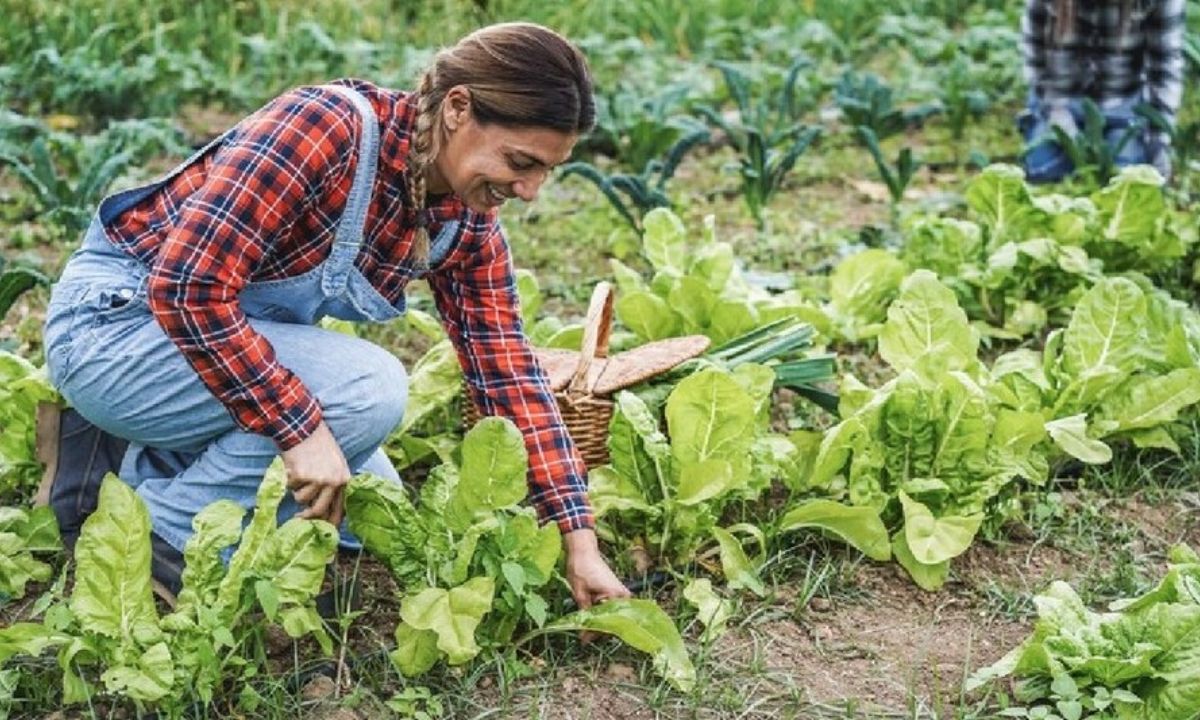 Organic Farming