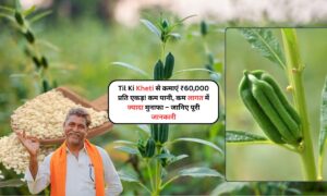Til Ki Kheti