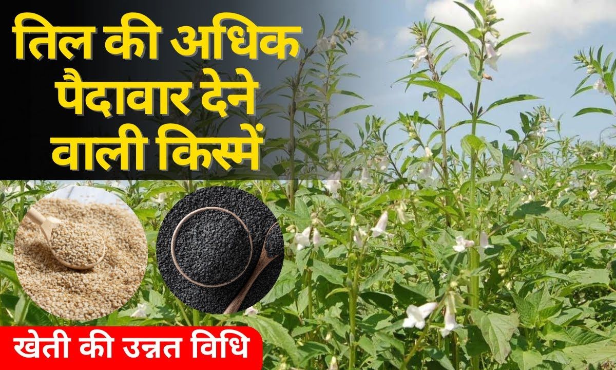 Til Ki Kheti
