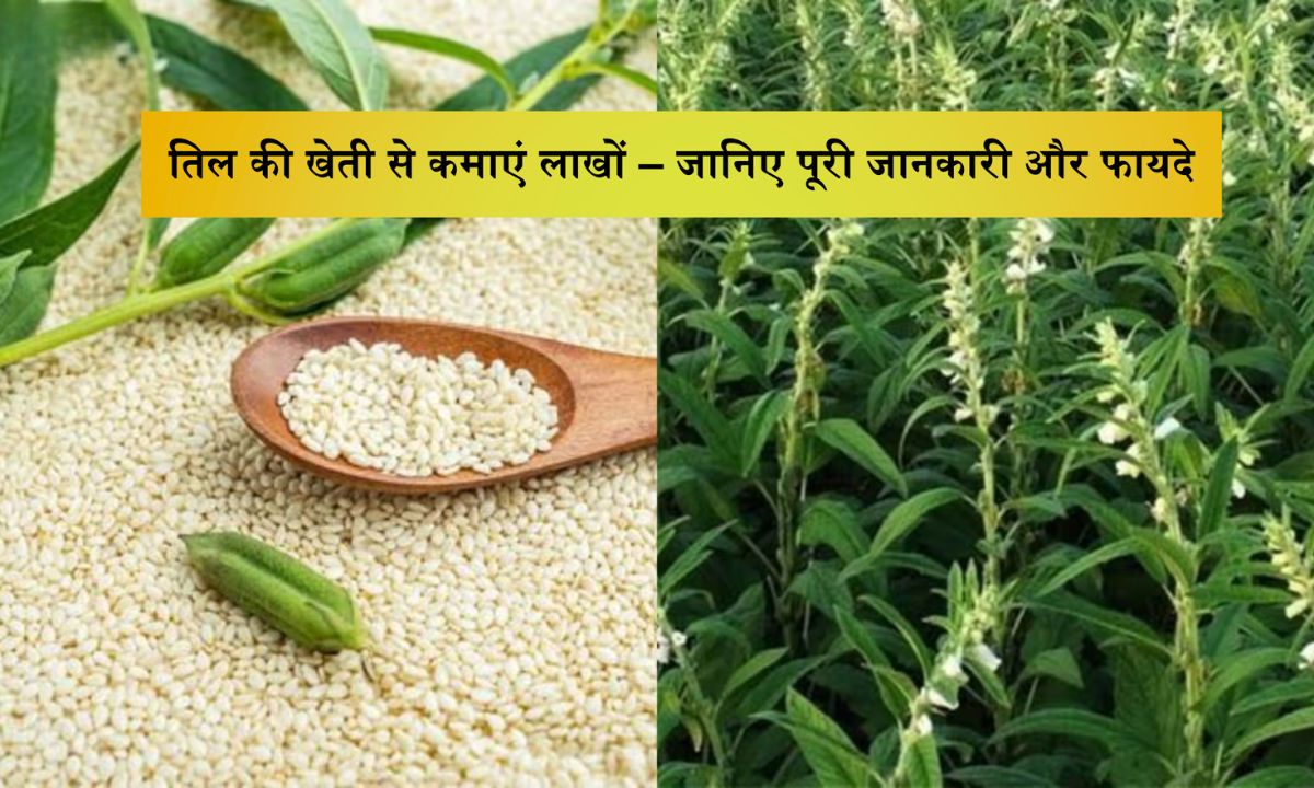 Til Ki Kheti