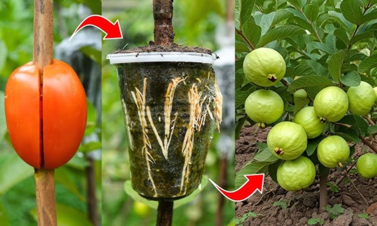 Tips For Guava Tree