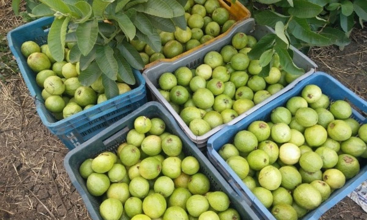 Tips For Guava Tree