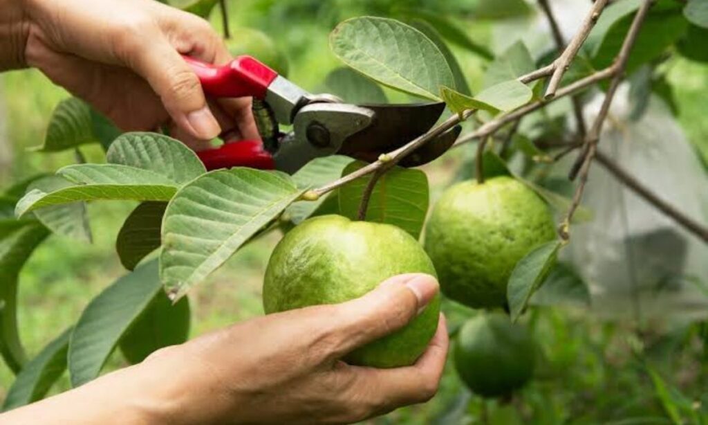 Tips For Guava Tree
