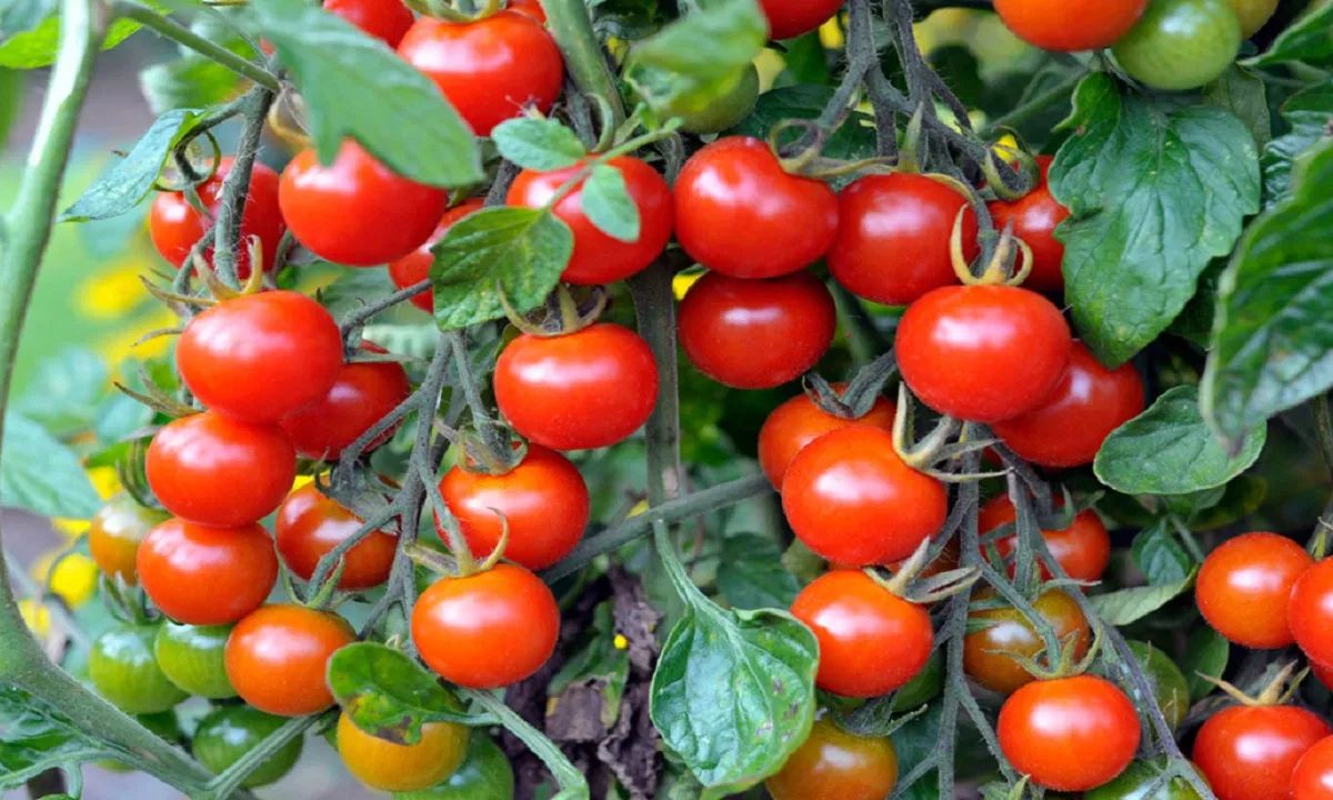 Tomato Cultivation