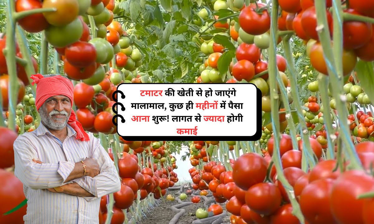 Tomato Cultivation