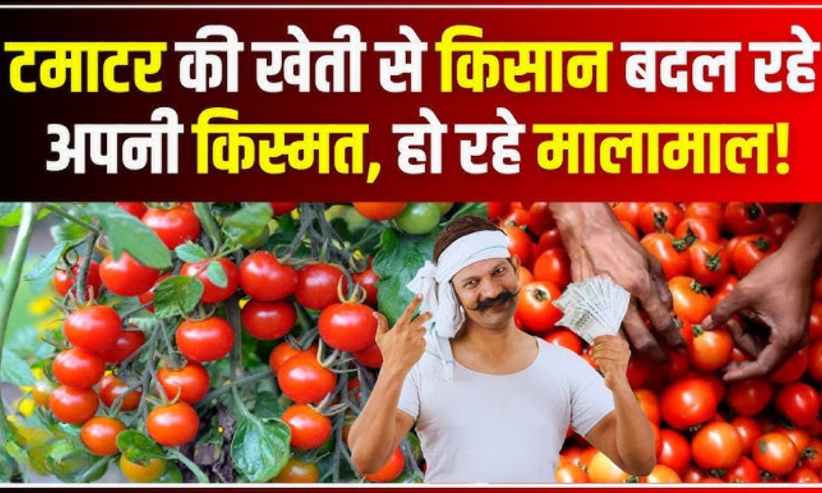 Tomato Cultivation