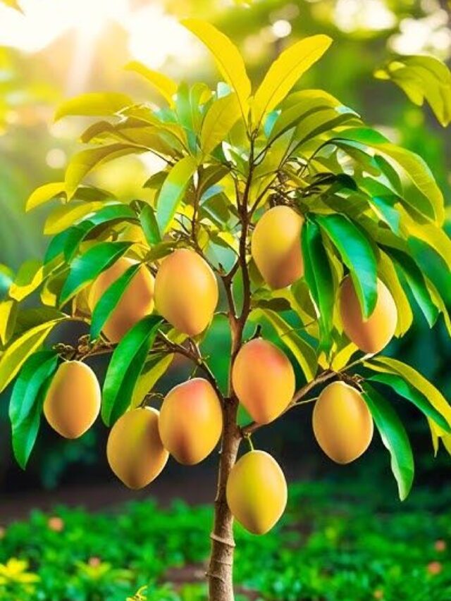 The Secret to Growing Strong Mango Trees!🔥