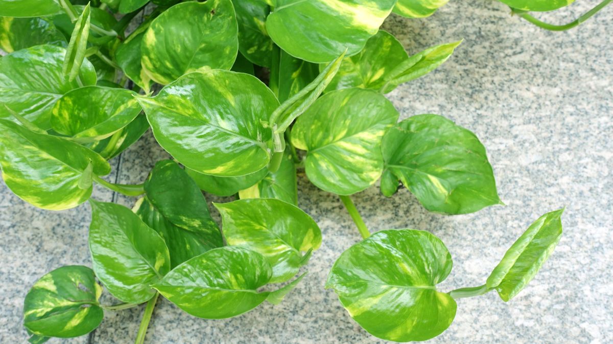Money Plant Vastu Tips