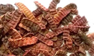 Shikakai For Hair: केमिकल वाले प्रोडक्ट छोड़ें और शिकाकाई से पाएँ रेशमी और चमकदार बाल