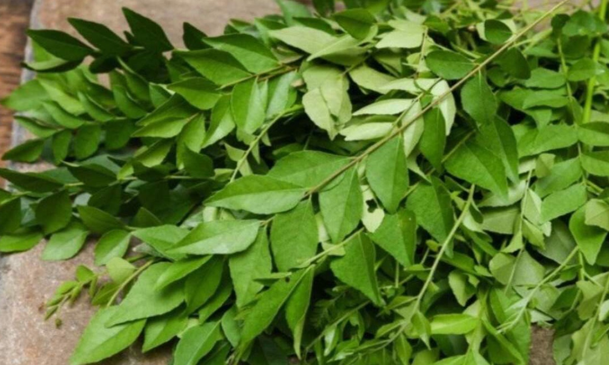 Curry Leaves For Hair